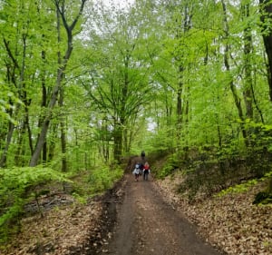 Randonnée dans la forêt de La Neuville-en-Hez - La Neuville-en-Hez - 3