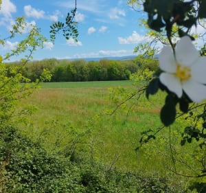 Petite boucle de Lacapelle - Damiatte - 4