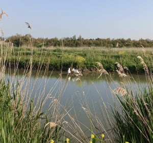 De Lunel à Marseillargue par le canal et Aigue Morte - Lunel - 3