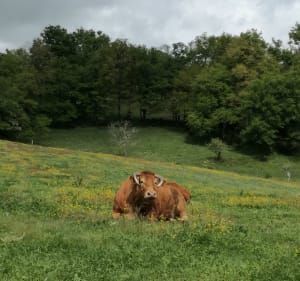 Le long de la Tardoire à Tartou - Bussière-Badil - 4