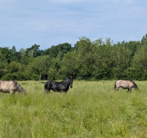 Marais du Langon - Marion - 3