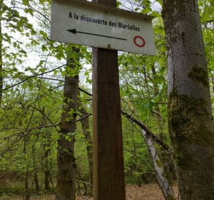 Bois de Guessling, les Mardelles - Guessling-Hémering - 4