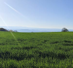 Sous les Volcans, les Bois murmurent - Chanat-la-Mouteyre - 4