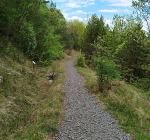 Entre vignes et bois de Mailly-Champagne - Mailly-Champagne - 3