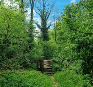 Sentier du Buchwald - Boulay-Moselle - 5