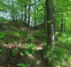 Dolina Pereł - Leśna - 2