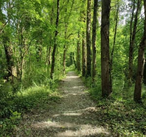Dans la campagne d'Izon - Izon - 4