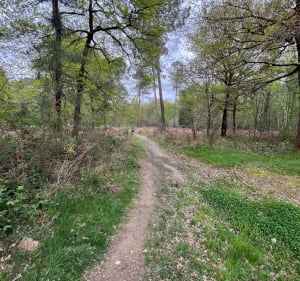Chemins forestiers de Rieumes - Rieumes - 4