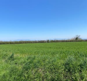 Balade sur les hauteurs de Maubec - Maubec - 5
