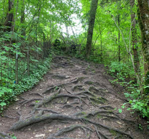 La Roche-sur-Foron, entre cité médiévale et nature - La Roche-sur-Foron - 4