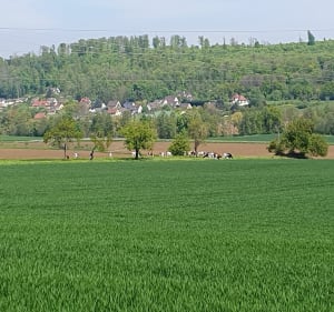 Balade entre Hirsingue et Hirtzbach - Hirsingue - 4