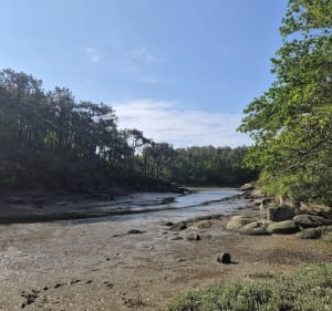 Bois du Hénan et Moulin Mer - Névez - 3