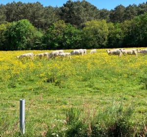 Balade en campagne Machecoulaise - Machecoul-Saint-Même - 4