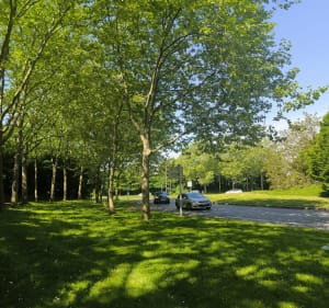 Balade en sous bois à Cergy - Cergy - 4