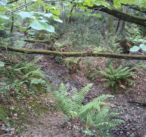 Boucle aux environs du sentier d’Azoulet - Lévignac - 5