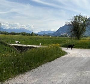 Balade a Voreppe et les Seites - Voreppe - 3