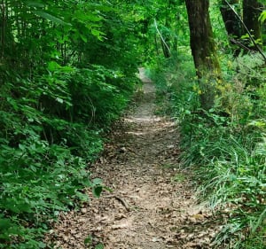 Balade en sous Bois de Grelletries - Rétaud - 4