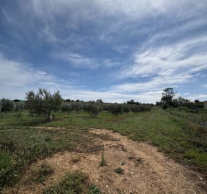Balade dans les vignes autour de Sauvian - Sauvian - 3