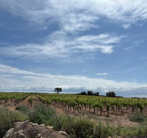 Balade dans les vignes autour de Sauvian - Sauvian - 4