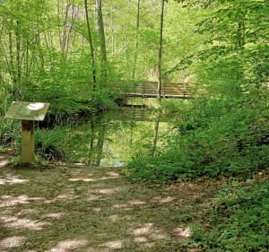 Les 3 étangs et la mare de Vallin - Saint-Victor-de-Cessieu - 3