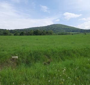 Zlate Hory z Jarmołtówka - Pokrzywna - 3