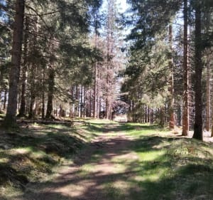 8 km sur le sentier de la vallée de la Fontaine Salée - Chastreix - 3