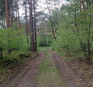 Spacer w okolicy Michelina - Włocławek - 3