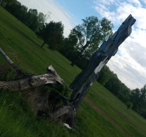 Wzdłuż wału i Nadsańskimi Błoniami - Stalowa Wola - 4