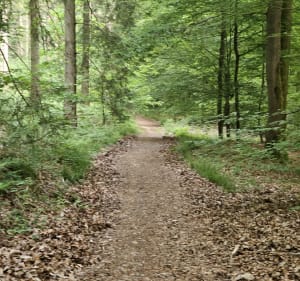 Forêt Domaniale Verte - Bois Guillaume - Houppeville - 3