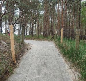 Spacer po lesie - Międzywodzie - 5