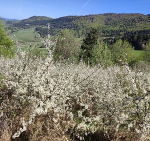 Z Kamenicy na Minčol - Kamenica - 3