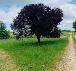 Petite balade sur le plateau de Nazelles-Négron - Nazelles-Négron - 4