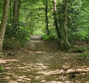 Forêt Domaniale Verte autour d'Isneauville - Houppeville - 3