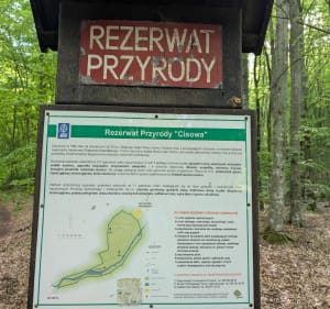 Cisowska Struga - Dębogórze - 5