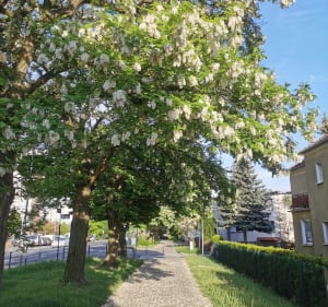 Pętla Winogrady-park Cytadela (ok. 5.6km) - Poznań - 5