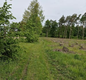 Trasa na Parkur, las - Nidzica - 3