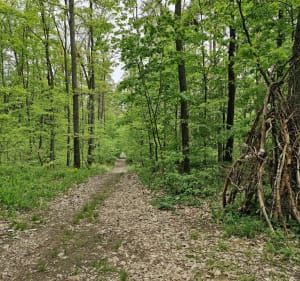 Trasa na Parkur, las - Nidzica - 4