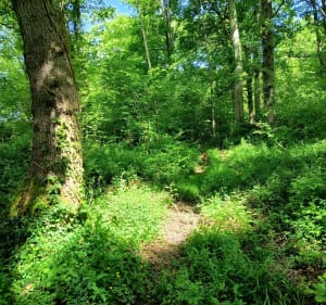 A la découverte de la motte féodale d'Orleix - Orleix - 3