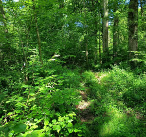 A la découverte de la motte féodale d'Orleix - Orleix - 4