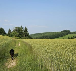Boucle pédestre autour d'Yzeron - Yzeron - 4
