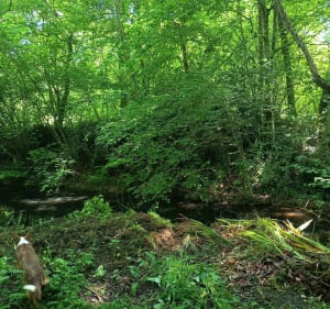 A la découverte de la motte féodale d'Orleix - Orleix - 5