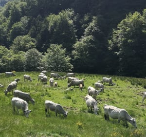 Vallée du Fouillet - Aulus-les-Bains - 3