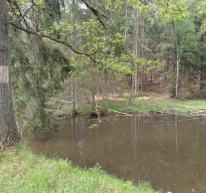 Wielki Las Lubański - spacer - Przylasek - 5