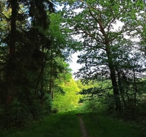 Balade en forêt d'Andaine - Bagnoles de l'Orne Normandie - 5