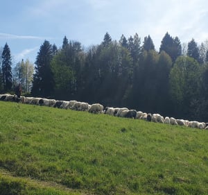 Do rezerwatu Zaskalskie-Bodnarówka - Jaworki - 3