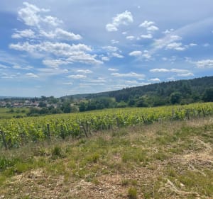 Boucle à partir de Brochon par la combe jusqu’à Couchey - Brochon - 5