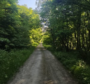 Respiré l'air frais de la forêt de Woustviller - Woustviller - 3