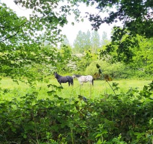 Balade dans le bocage entre Négreville et l'Etang-Bertrand - L'Étang-Bertrand - 3