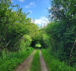 Balade dans le bocage entre Négreville et l'Etang-Bertrand - L'Étang-Bertrand - 4