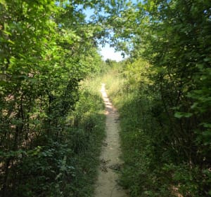 Rando au départ de Launaguet - Launaguet - 4
